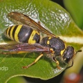 Ancistrocerus nigricornis, female, Alan Prowse